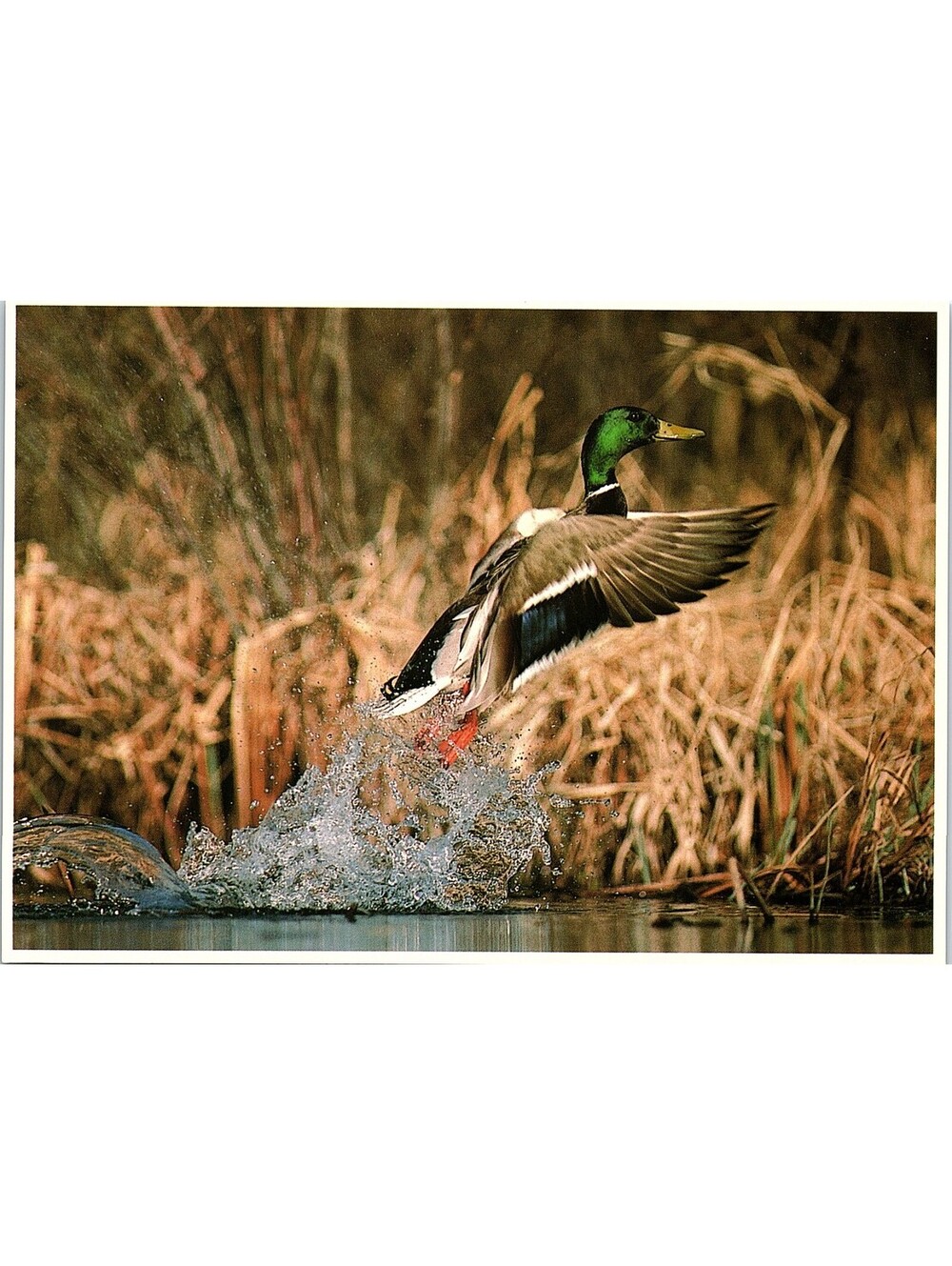 Vintage Postcard Mallard Duck North American Wildlife Impact 1989